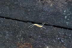 Diplura