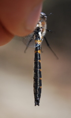 Helocordulia selysii