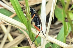 Macrophya rufipes