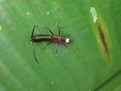 Paratimomenus flavocapitata