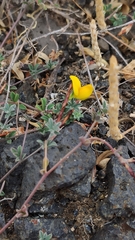 Lotus tenellus