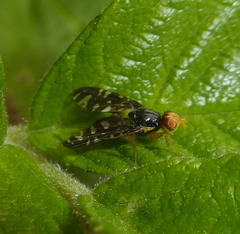 Platyparea discoidea