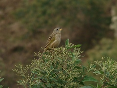 Emberizoides herbicola
