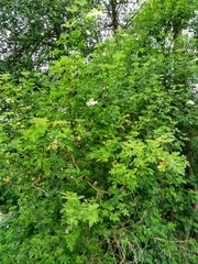 Sambucus nigra