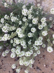 Dimorphocarpa wislizeni