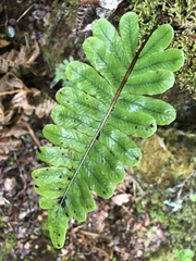 Polypodium pellucidum