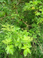 Sambucus nigra