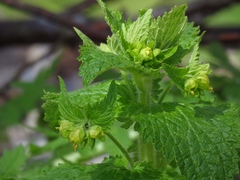 Scrophularia vernalis