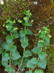 Scrophularia vernalis