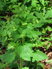 Scrophularia vernalis
