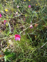 Lathyrus clymenum