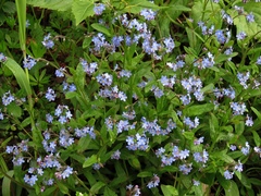 Myosotis decumbens