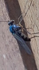 Dolichopodidae