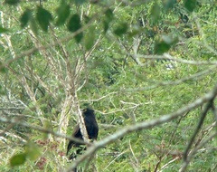Spizaetus tyrannus