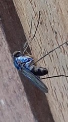 Dolichopodidae