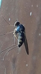 Dolichopodidae