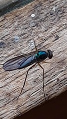 Dolichopodidae
