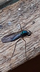 Dolichopodidae
