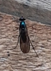 Dolichopodidae