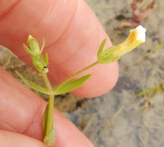 Gratiola quartermaniae