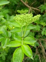 Sambucus nigra