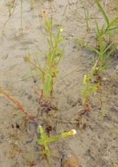 Gratiola quartermaniae