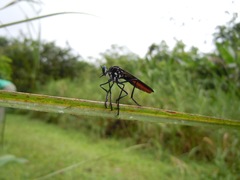 Archilestris excellens