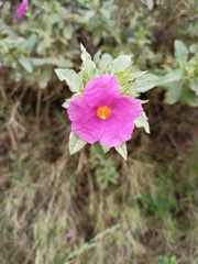 Cistus