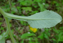 Tephroseris longifolia