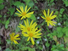 Tephroseris longifolia
