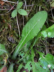Tephroseris longifolia