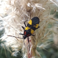 Oncopeltus orourkeae