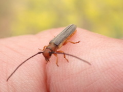 Oberea erythrocephala