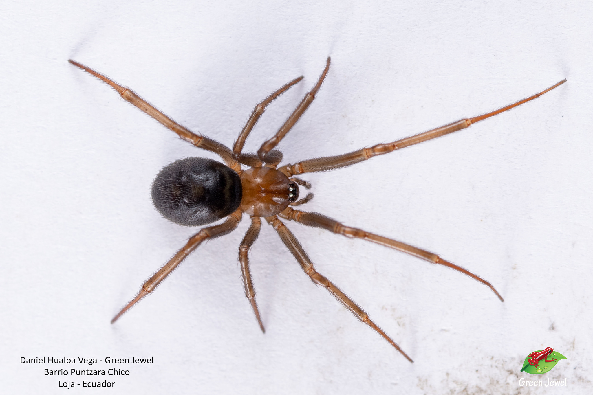 Nesticodes rufipes image