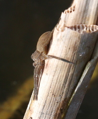 Dolomedes plantarius