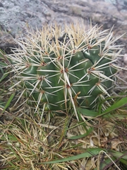 Parodia mammulosa