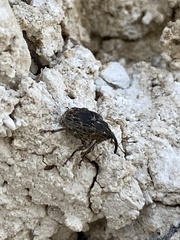 Mogulones geographicus