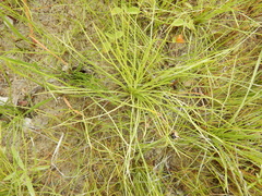 Isoetes butleri