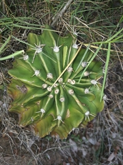 Echinopsis oxygona
