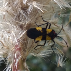 Oncopeltus orourkeae