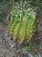 Echinopsis oxygona