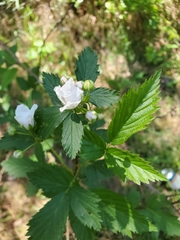 Rubus pascuus