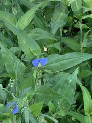 Commelina erecta