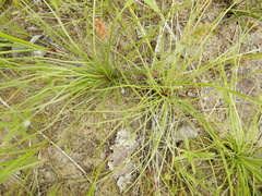 Isoetes butleri