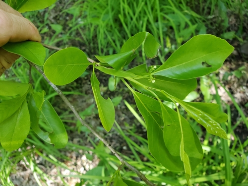Swamp tupelo (Nyssa biflora)