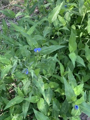 Commelina erecta