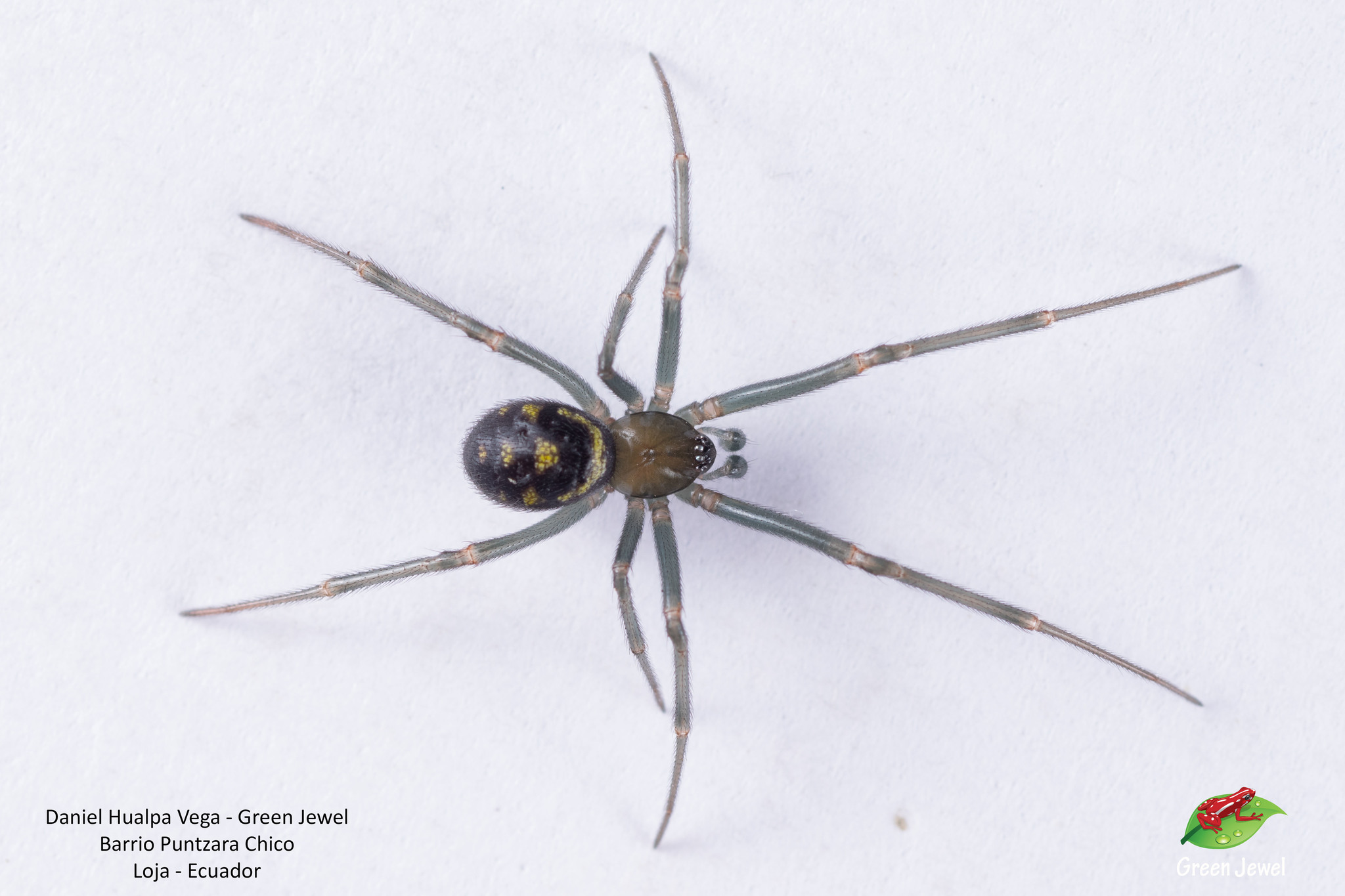 Steatoda image