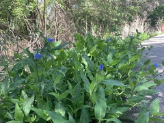 Commelina erecta