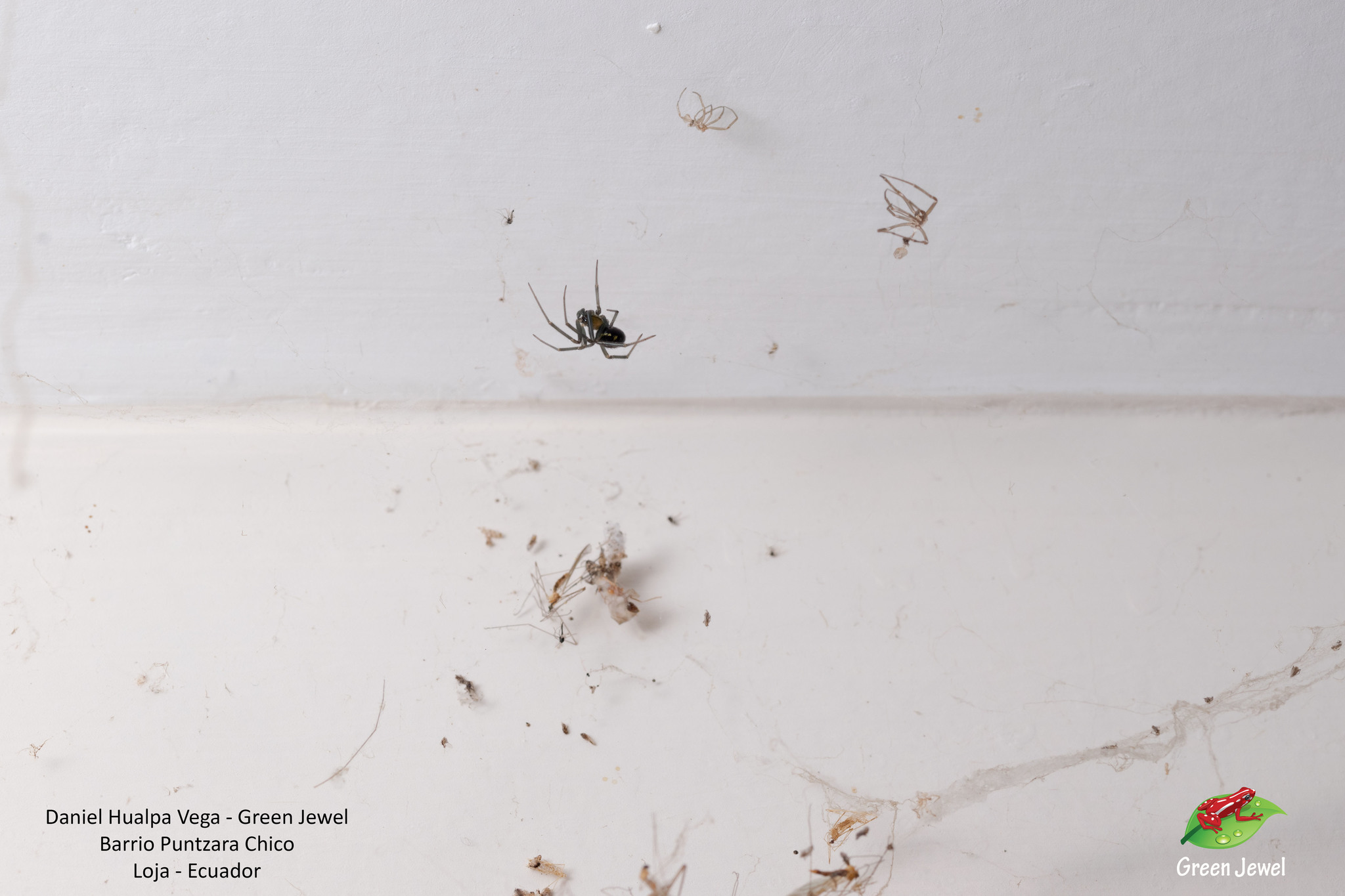 Theridiidae image