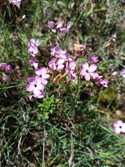 Dianthus pungens